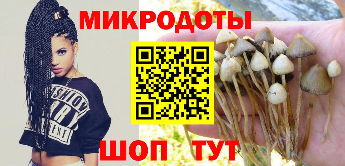 Галлюциногенные грибы Psilocybe Тимашёвск